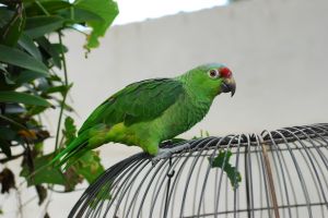 1183866_the_parrot