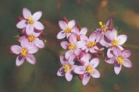 PribehyProPotechuDuse