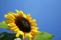 1198819_sunflower