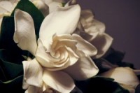 1126064_open_jasmine