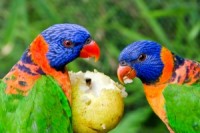1388218_rainbow_lorikeets