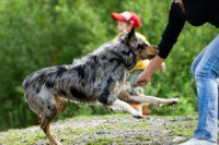 Australian Shepherd playing