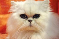 Stastna kocka v byte