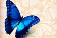 motýlí křídla výřez