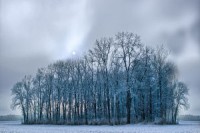 Foggy Winter Landscape