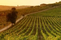 Tuscan_vineyards_at-sunset