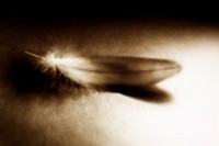 feather1