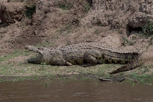 Obrovský krokodýl, jimiž je Mara proslulá, čeká na příležitost