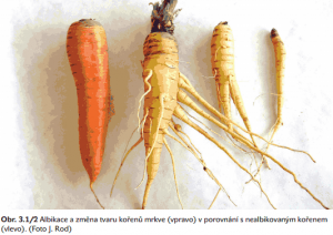 Albikace kořene mrkve2