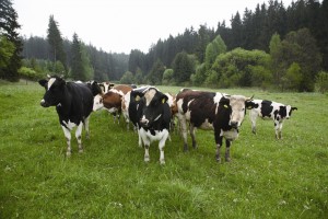 Krávy z ekofarmy Malonty