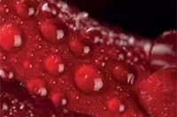 80 dní barvy smyslnosti