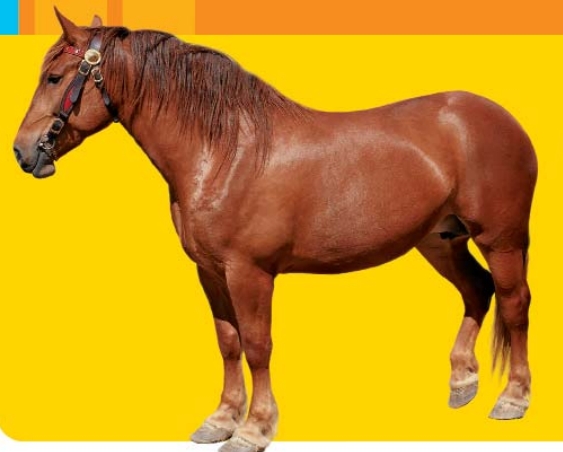 Hrátky se zvířátky - Na dvoře