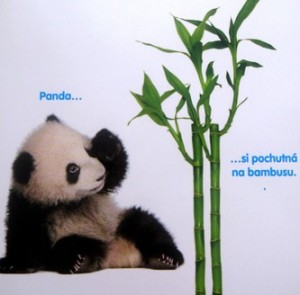 Co má rád panda?