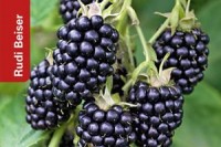 Jedle-rostliny-v-prirode