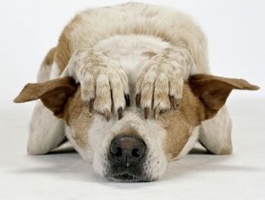 výřez z obálky knihy Uvnitř psa