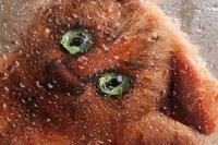 Jaroslav Grzedowicz: Vycpávač zvířat - perex