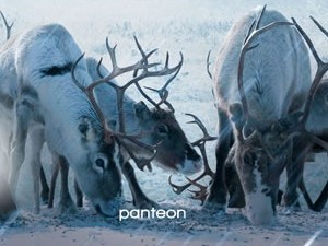 posedni-laponec_perex