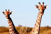 Žirafy - náhled