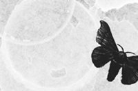 palenka-prozy-z-banatu