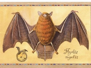 Klarka-a-11-babicek-obr 2