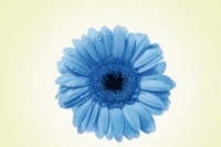 Tana Keleova-Vasilkova_Touhy