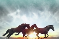 linda-kohanov_s-konem-mezi-svety