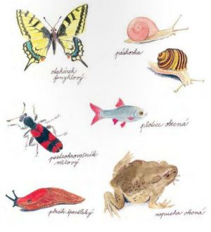 o_nezvednem_zabackovi_ukazka