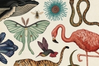 animalium