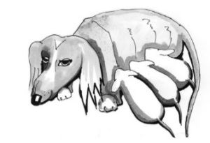 Nelinka Denik stenete