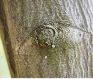 Slysis jak mluvi stromy