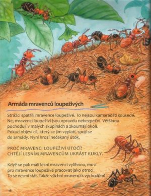 mravenci1