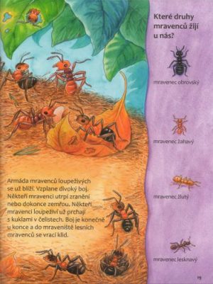 mravenci2