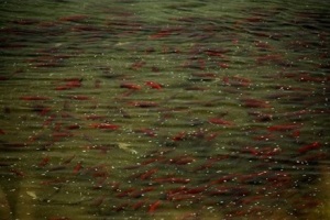 Tah lososů - King salmon