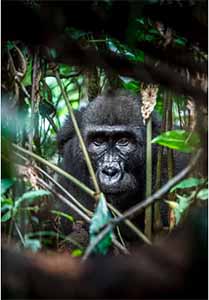 zoopisnik-miroslava-bobka-ukazka-2