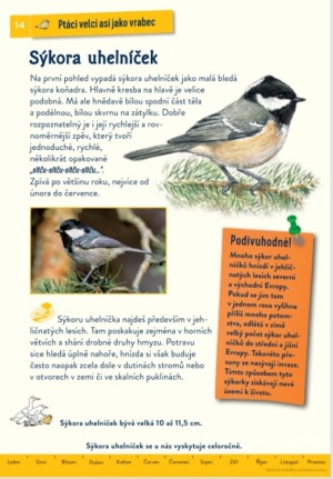 ptáci_sykora_ukazka