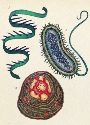 pribeh_zivota_evoluce2