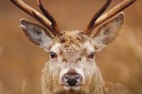 Skotsko_Rough Guides