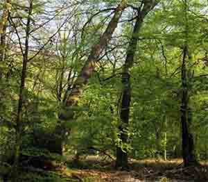 muj-prvni-les-ukazka-2