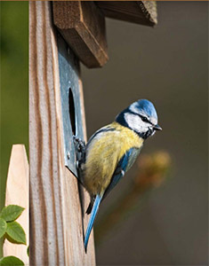 poznate-ptaky-nasich-zahrad-ukazka