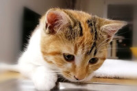 Sofi Letizia del Campo