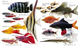 ryby-pro-vase-akvarium-1