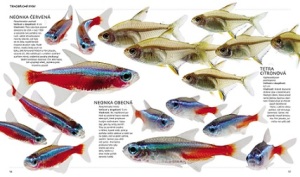 ryby-pro-vase-akvarium-2