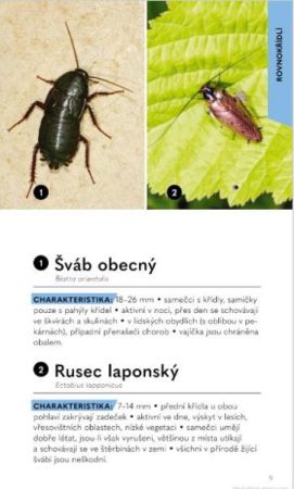 hmyz-uk