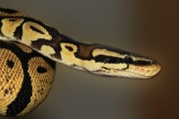 Mrvik_Krajta kralovska a sny