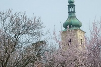 Fronkova_Jak kopec Petrin k mandlonim prisel