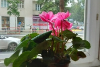 Militka_Okno