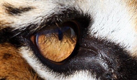 Dekadentní memoár „opravdové“ Lolity