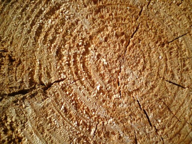 Po stopách okrajových žánrů literatury