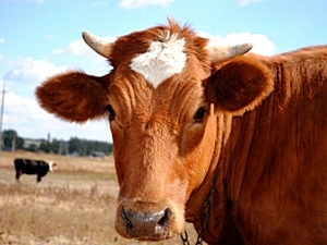 Co všechno v životě potká farmáře