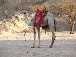 Další příběh z řady Tygří oko zavede malé čtenáře do Egypta